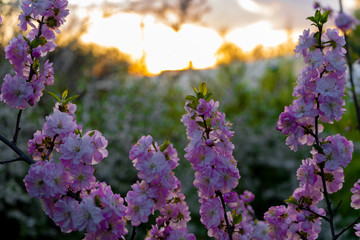 flowers in the garden