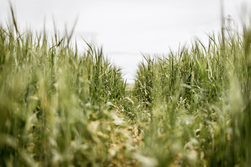 Field floor in bokeh