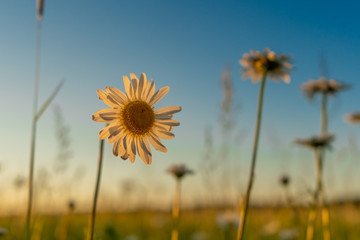 Fototapeta premium sunflower on background of blue sky