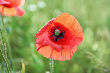 Beautiful red poppy flower in green field