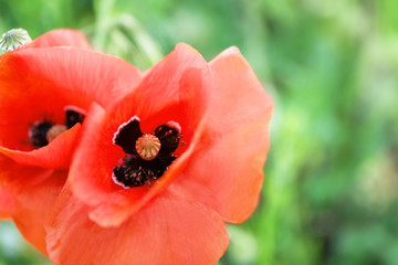 Beautiful red poppy flowers in green field, closeup