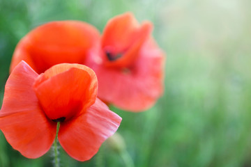 Beautiful red poppy flowers in green field, closeup