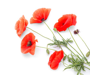 Beautiful red poppy flowers on white background