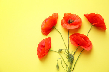 Beautiful red poppy flowers on color background