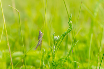 In the grass sat the grasshopper