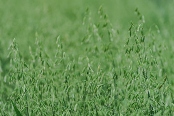 Development of oat panicle in field