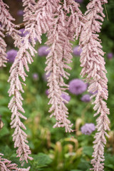 Blühende Tamariske vor unscharfem Hintergrund mit Iranlauch