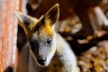 a baby kangaroo