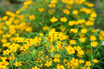 yellow spanish needle flowers