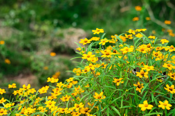 yellow spanish needle flowers