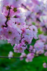 pink flowers in garden
