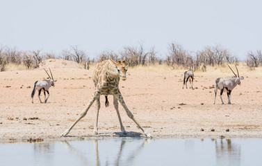 Fototapeta na wymiar Giraffe Drinking