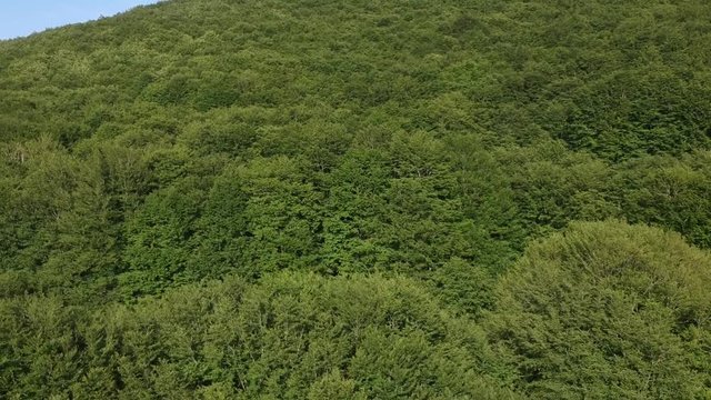 Veduta aerea di un bosco verde di castagni in estate