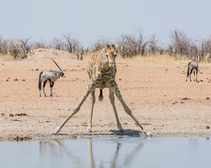 Fototapeta na wymiar Giraffe Drinking