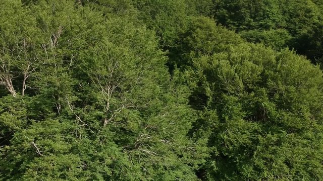 Veduta aerea di un bosco verde di castagni in estate