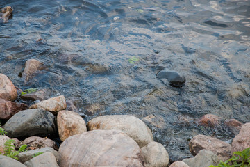 the shore of a calm pond, next to the large oval dark stones and germinating grass