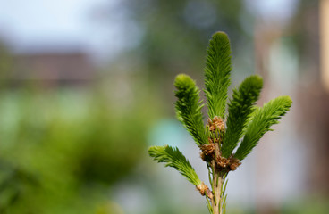 green leaves of tree in spring