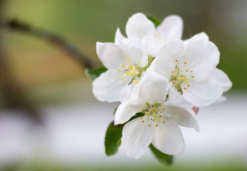 white flowers of apple tree