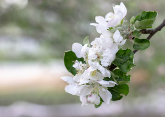 blooming apple tree