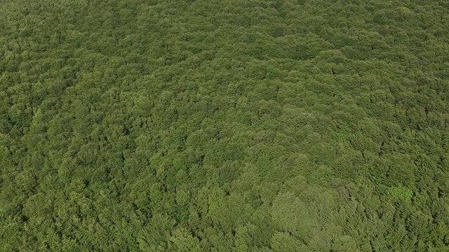 Veduta aerea di un bosco verde di castagni in estate