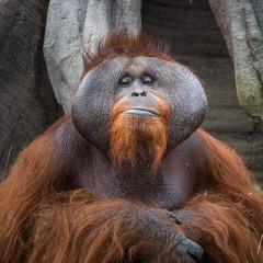 Dublin Zoo, Ireland: An adult Orangutan poses for a portrait.