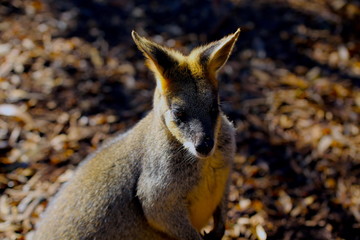 Naklejka premium a baby kangaroo