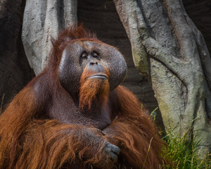 Dublin Zoo, Ireland: An adult Orangutan poses for a portrait.