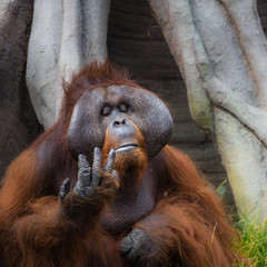 Dublin Zoo, Ireland: An adult Orangutan poses for a portrait.