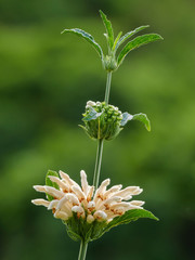 Wild dagga or lion's tail (Leonotis leonurus var. albiflora) flower. Cape Town. Western Cape. South Africa