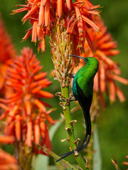A beautiful male malachite sunbird (Nectarinia famosa) in full breeding plumage feeding on nectar on a krantz aloe (Aloe arborescens). Cape Town. Western Cape. South Africa.