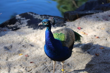 Fototapeta premium peacock in the park