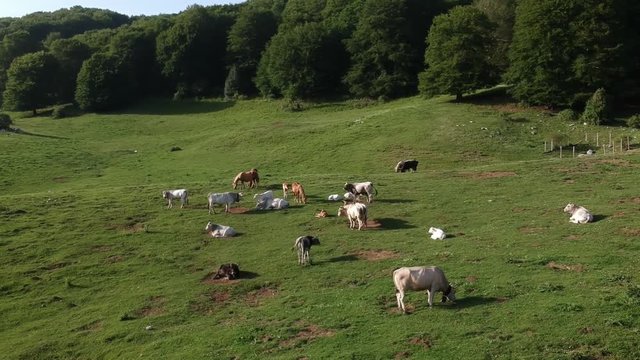 Veduta aerea di un bosco verde in estate con equini e bovini che pascolano