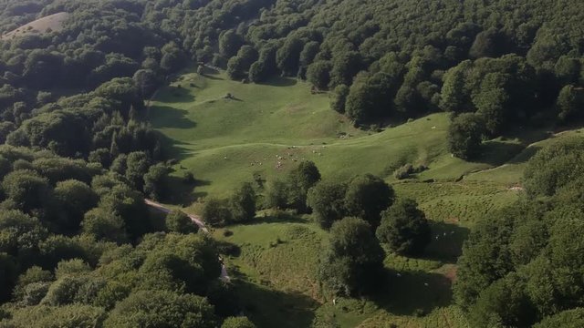 Veduta aerea di un bosco verde in estate con equini e bovini che pascolano
