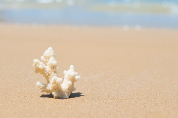 Fototapeta na wymiar White coral on sand beach. Closeup view, can be used as summer vacation background