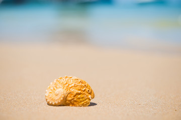 Orange sea shell on sand beach. Closeup view, can be used as summer vacation background