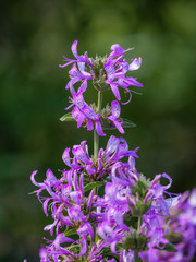 Ribbon Bush (Hypoestes Aristata) flower. Cape Town. Western Cape. South Africa