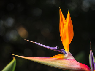 Crane flower or  bird of paradise (Strelitzia reginae). Cape Town. Western Cape. South Africa
