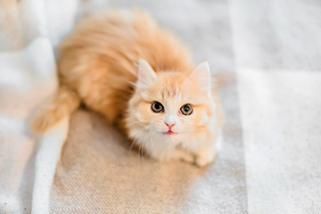 little kitten looks into the camera, kitten fluffy,red on a uniform background