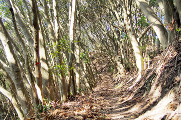 照葉樹林【日本の温帯地域】