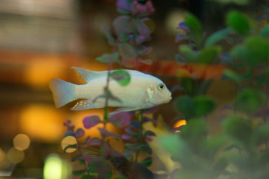 cichlids of fish