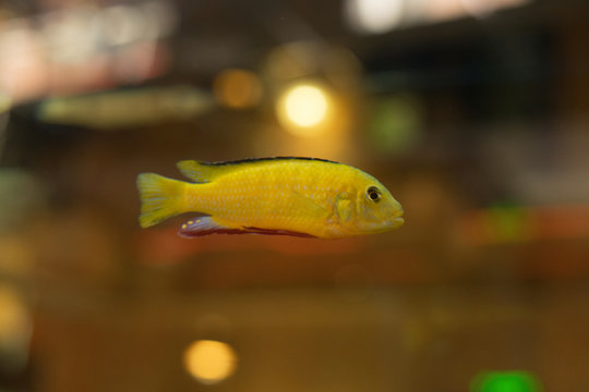 cichlids of fish