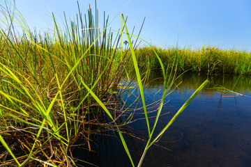 Fototapeta premium Okavango Delta, Botswana, Africa