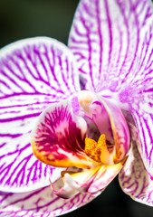 Delicate pink orchid. Flower card	