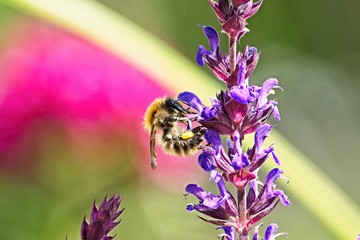 wild bee on the blossom of a salvia nemorosa