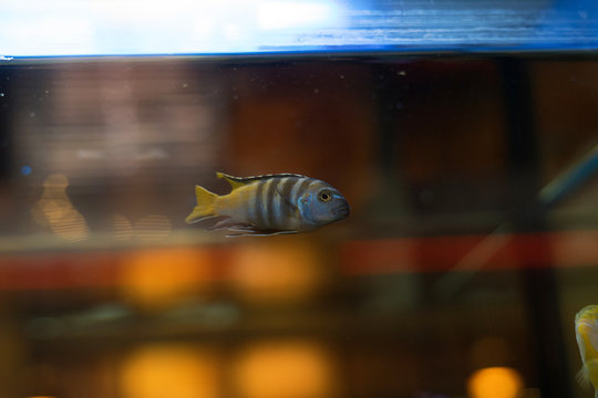 cichlids of fish