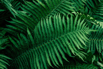 Fern green leafs.