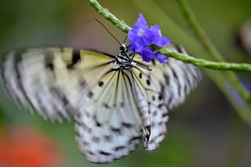 Paper Kite with Iris Flower