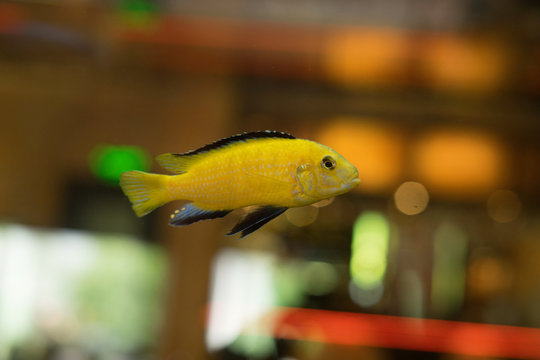 cichlids of fish