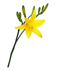 Yellow lily flower and buds