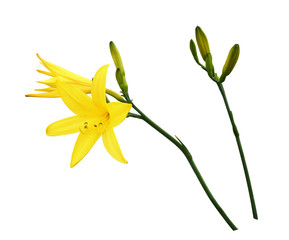 Set of yellow lily flower and bud isolated on white